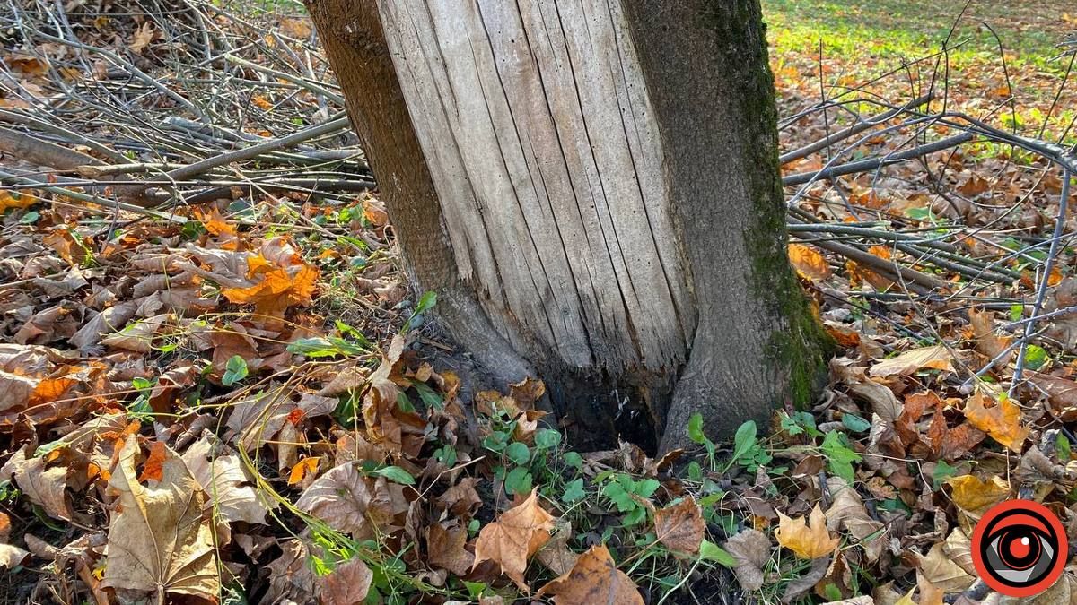 У парку Коломиї продовжують зрізку 4