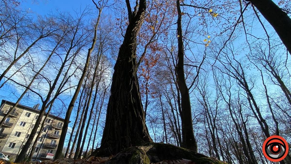 У парку Коломиї продовжують зрізку 2