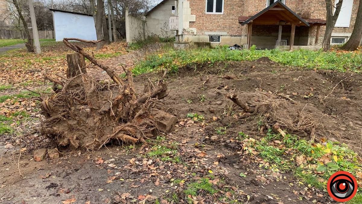 У міському парку Коломиї викорчовують пеньки 3