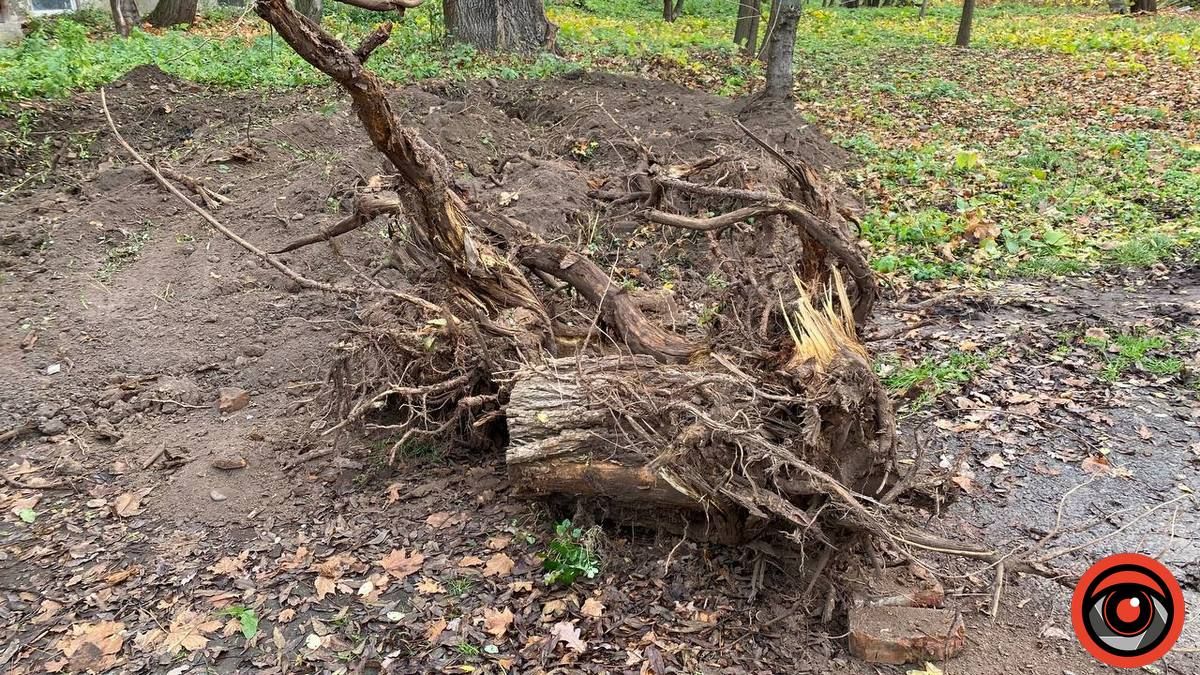 У міському парку Коломиї викорчовують пеньки 2