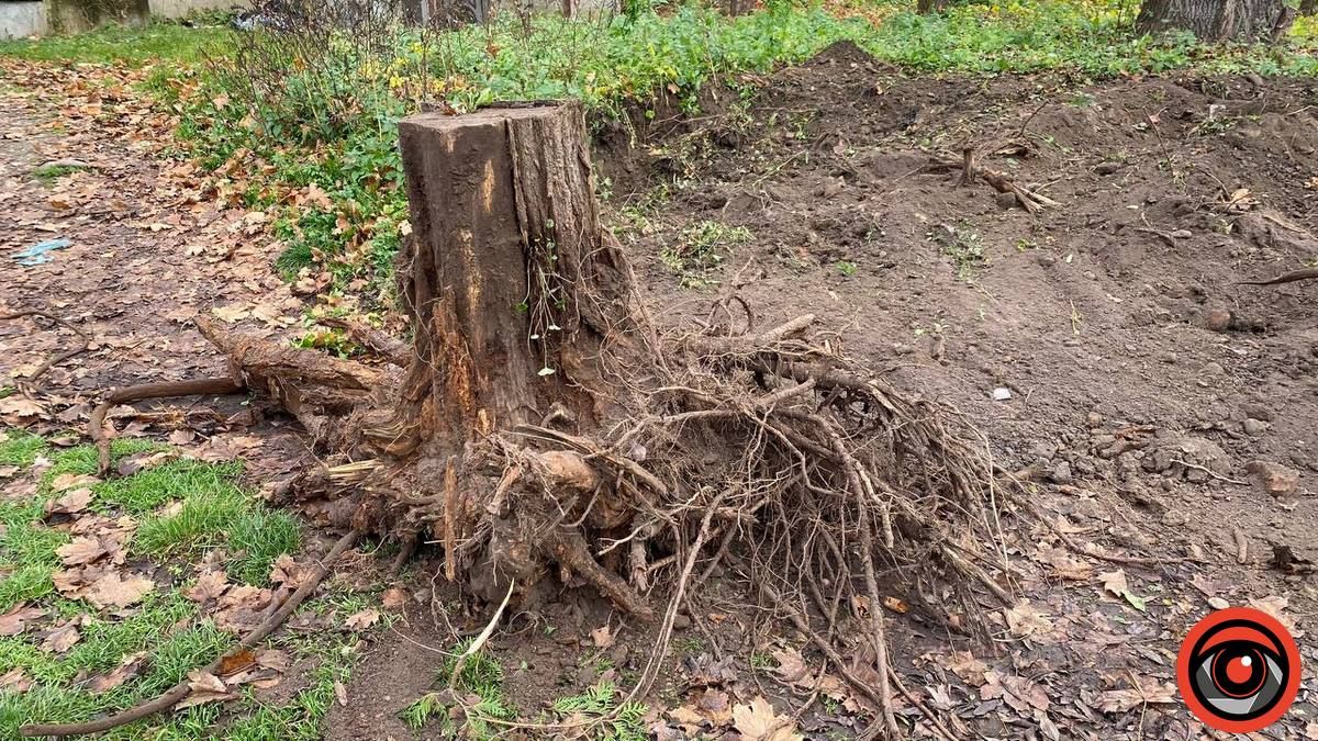 У міському парку Коломиї викорчовують пеньки 1