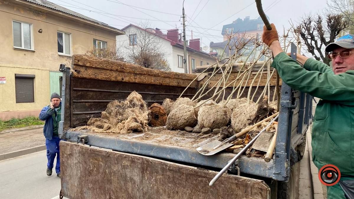 По вулиці Бандери у Коломиї висаджують дерева 1