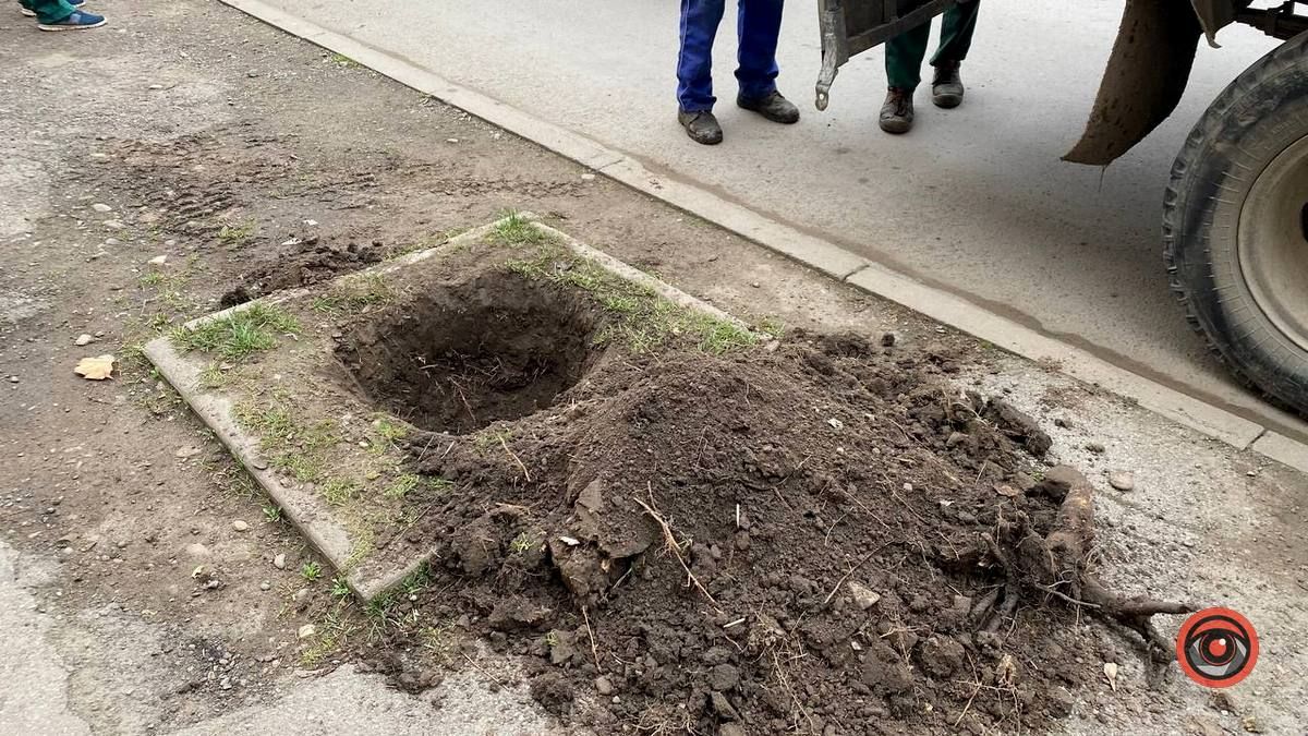 По вулиці Бандери у Коломиї висаджують дерева 2