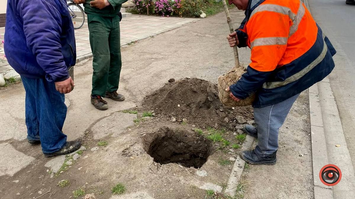 По вулиці Бандери у Коломиї висаджують дерева 3