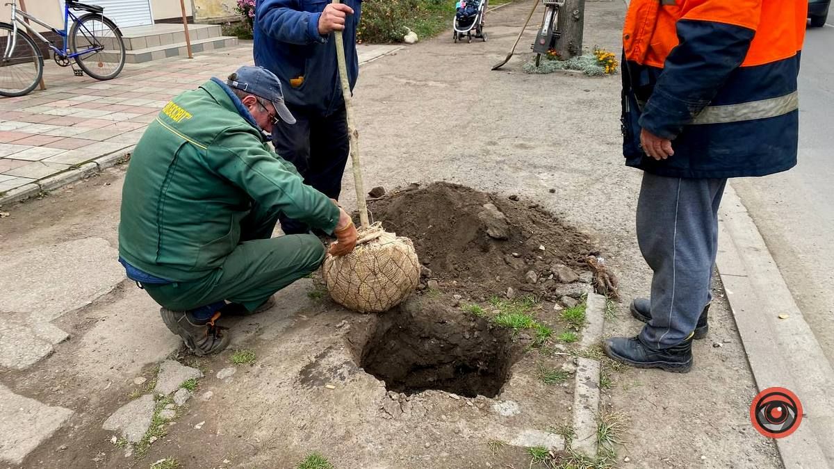 По вулиці Бандери у Коломиї висаджують дерева 4