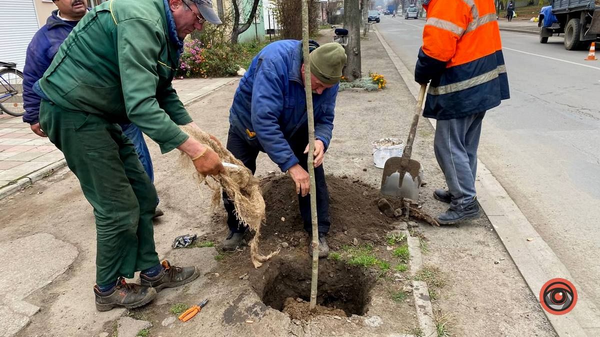 По вулиці Бандери у Коломиї висаджують дерева