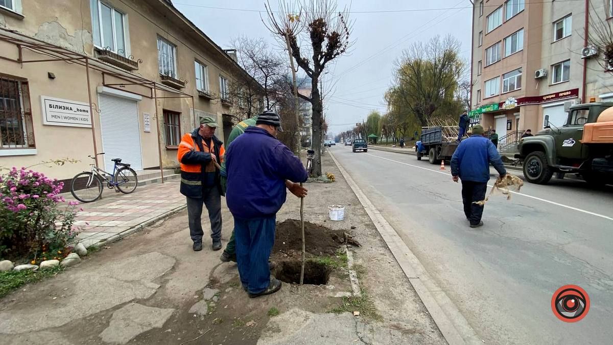 По вулиці Бандери у Коломиї висаджують дерева 5