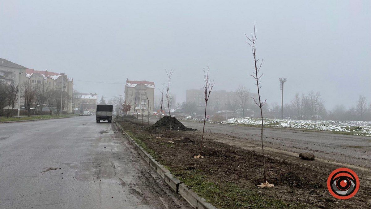 Майже 100 тис грн на саджанці: скільки Коломиї обійшлися нові клени 1