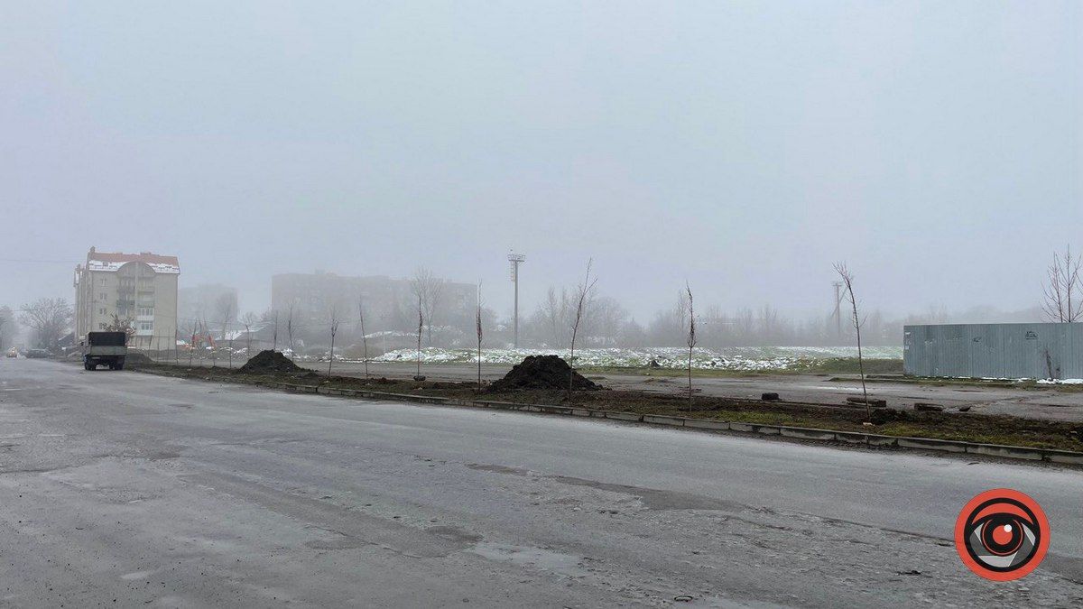 На вул. Хмельницького у Коломиї висадили клени 2