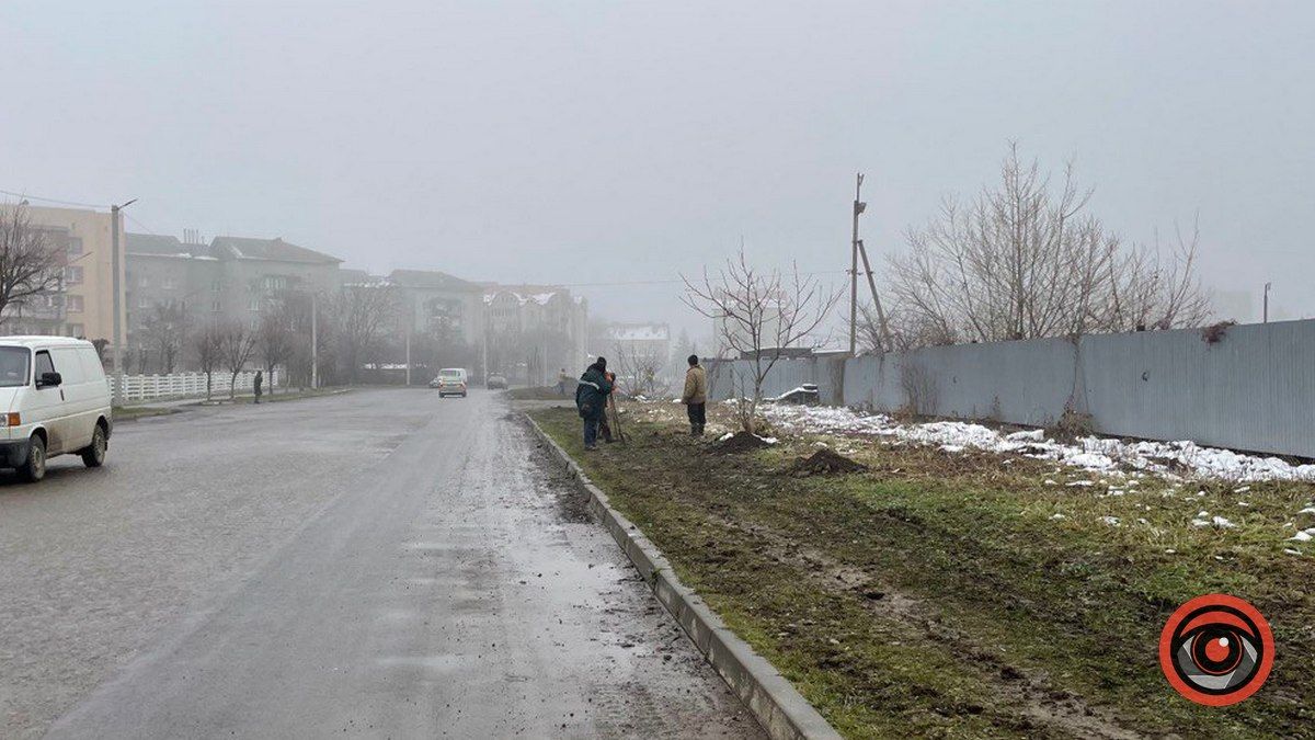 На вул. Хмельницького у Коломиї висадили клени 4