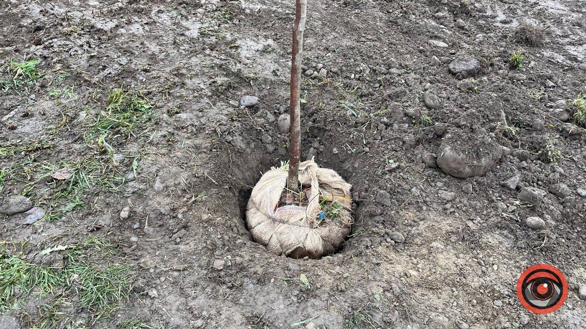 На вул. Хмельницького у Коломиї висадили клени 1