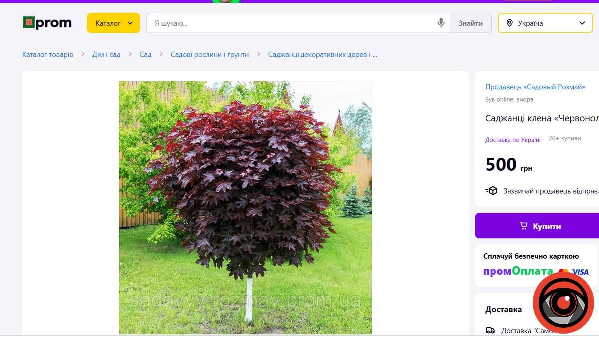 Майже 100 тис грн на саджанці: скільки Коломиї обійшлися нові клени 4