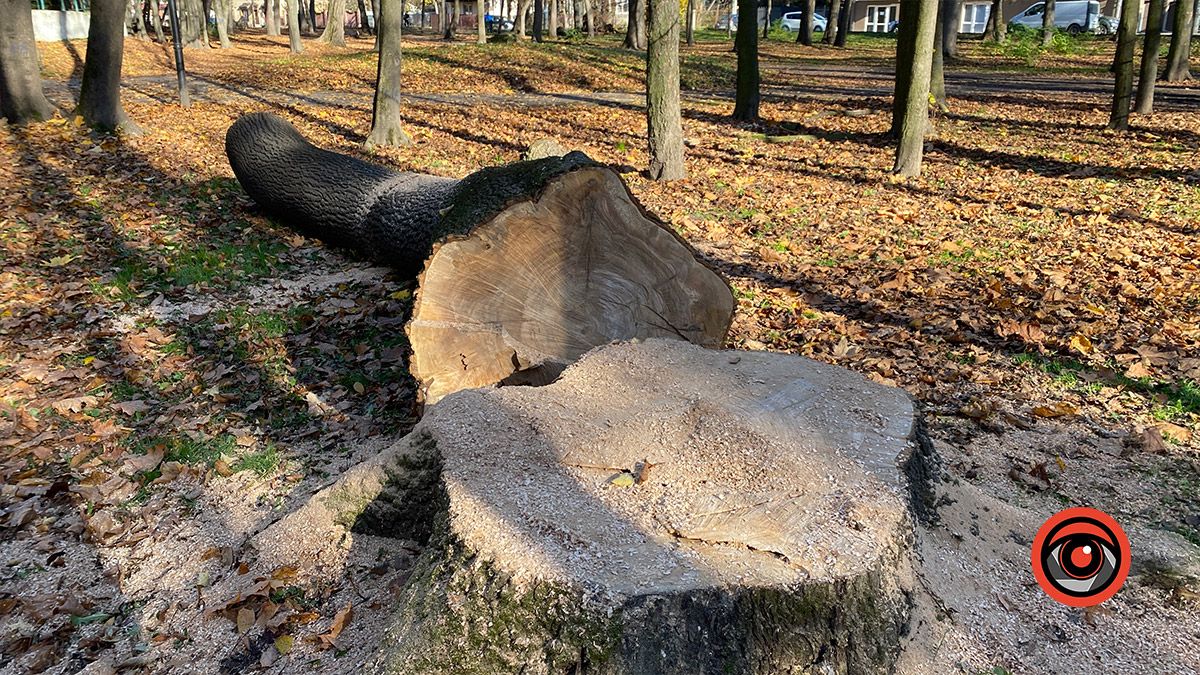 Вигідно зрізати, вигідно саджати: підсумки року "озеленення" в Коломиї 4