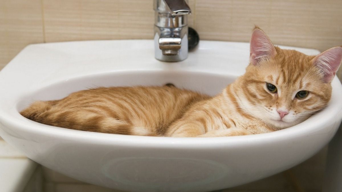У деяких будинках вулиці Костомарова не буде води