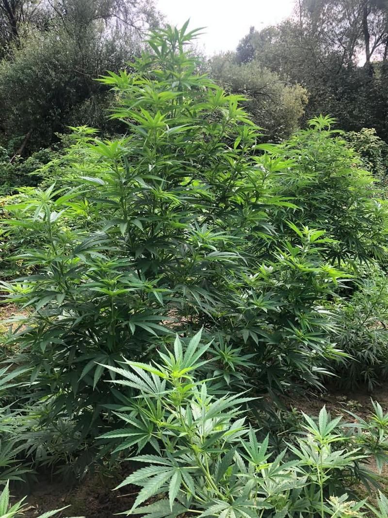 Озброєну групу, яка вирощувала плантацію канабісу на Прикарпатті, судитимуть 2