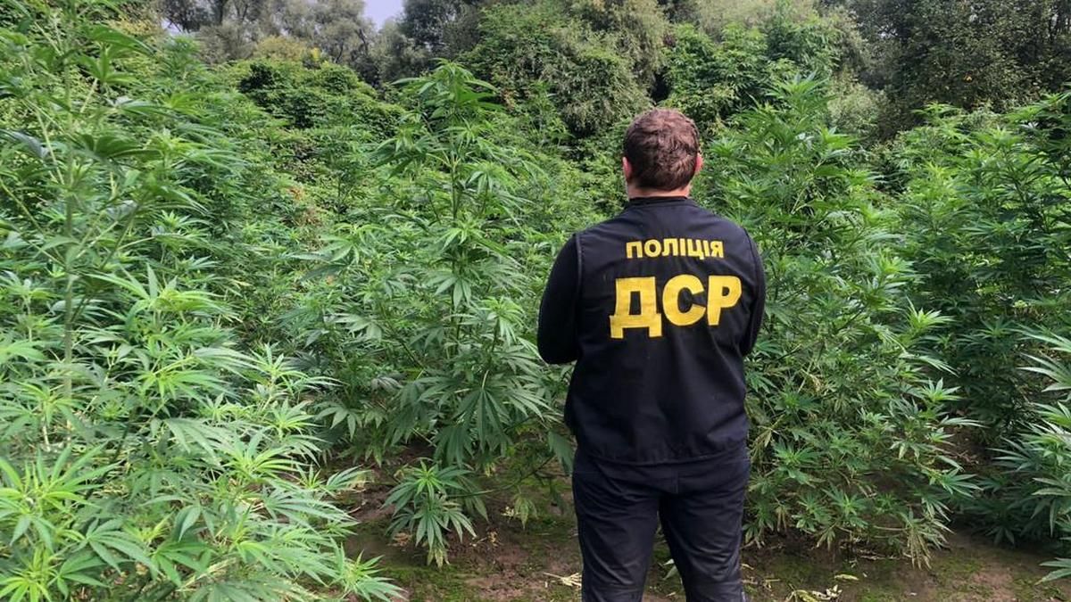 Озброєну групу, яка вирощувала плантацію канабісу на Прикарпатті, судитимуть