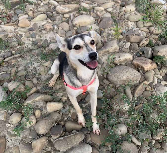 Чотирилапі друзі шукають прихисток та тепло 4