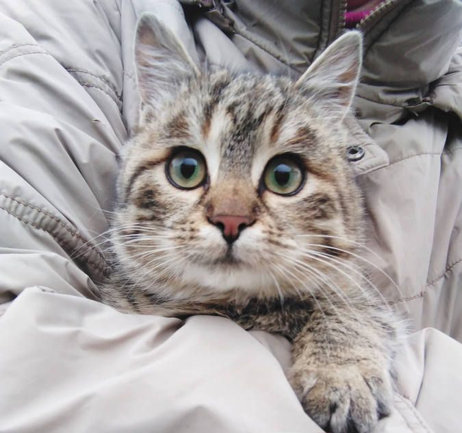 Десяток пухнастиків шукають домівку 15