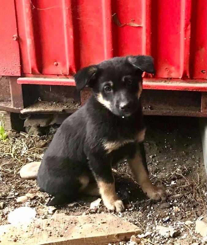 Десяток пухнастиків шукають домівку 5