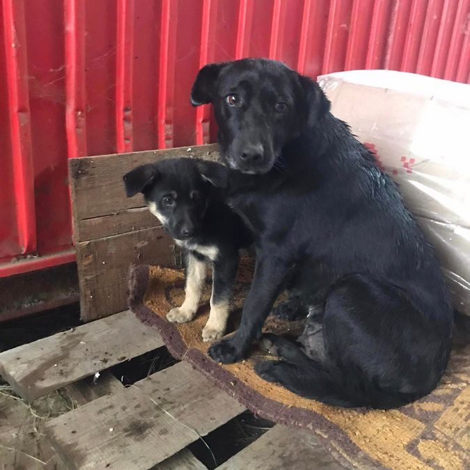 Десяток пухнастиків шукають домівку 3