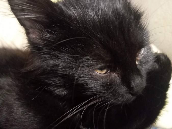 Десяток пухнастиків шукають домівку 12