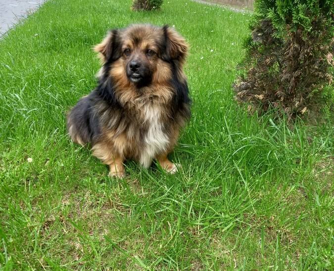 Чотирилапі друзі шукають прихисток та тепло 9