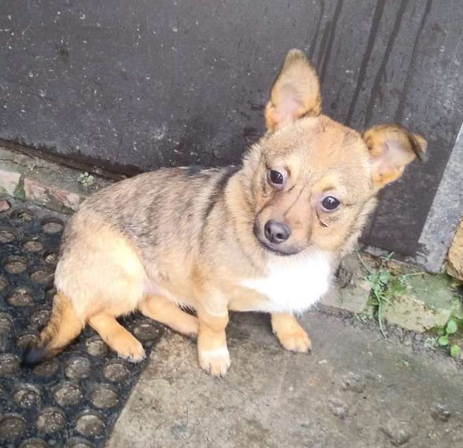 Десяток пухнастиків шукають домівку 11