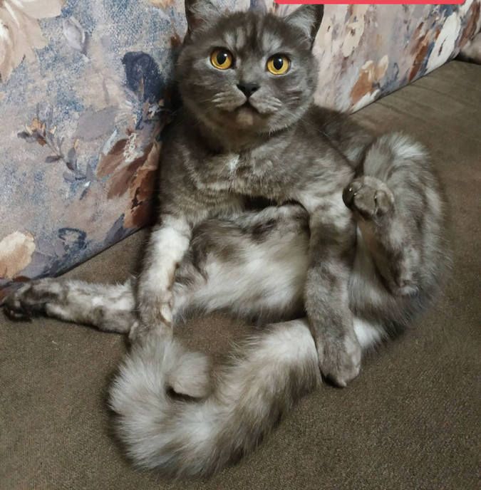 Чотирилапі друзі шукають прихисток та тепло 12