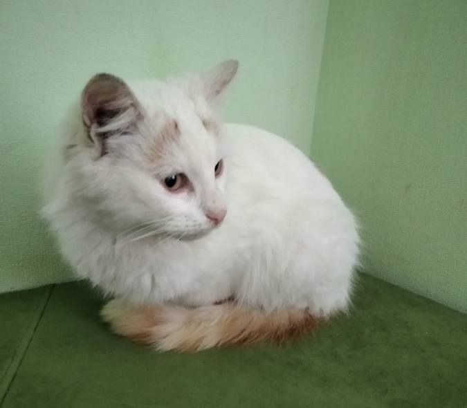 Десяток пухнастиків шукають домівку 10