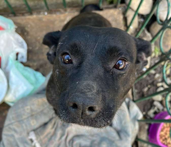 Десяток пухнастиків шукають домівку 1