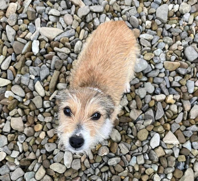 Десяток пухнастиків шукають домівку 9