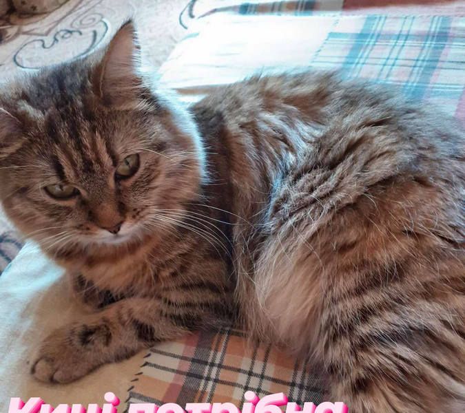 Десяток пухнастиків шукають домівку 13