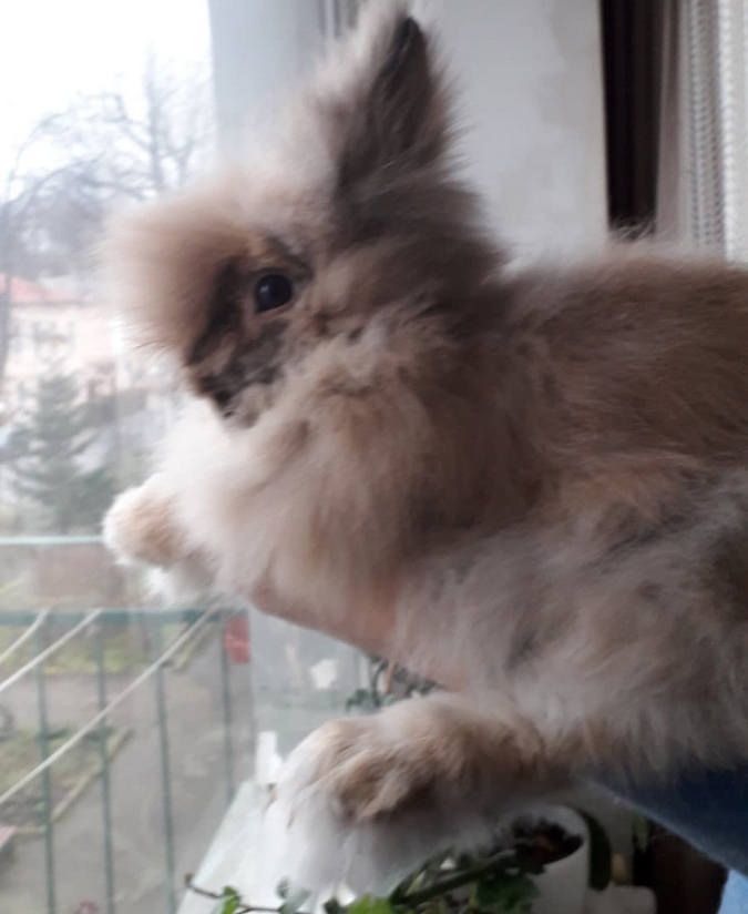 Чотирилапі друзі шукають прихисток та тепло 11