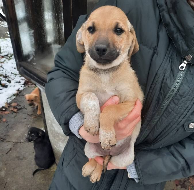 Десяток пухнастиків шукають домівку 7