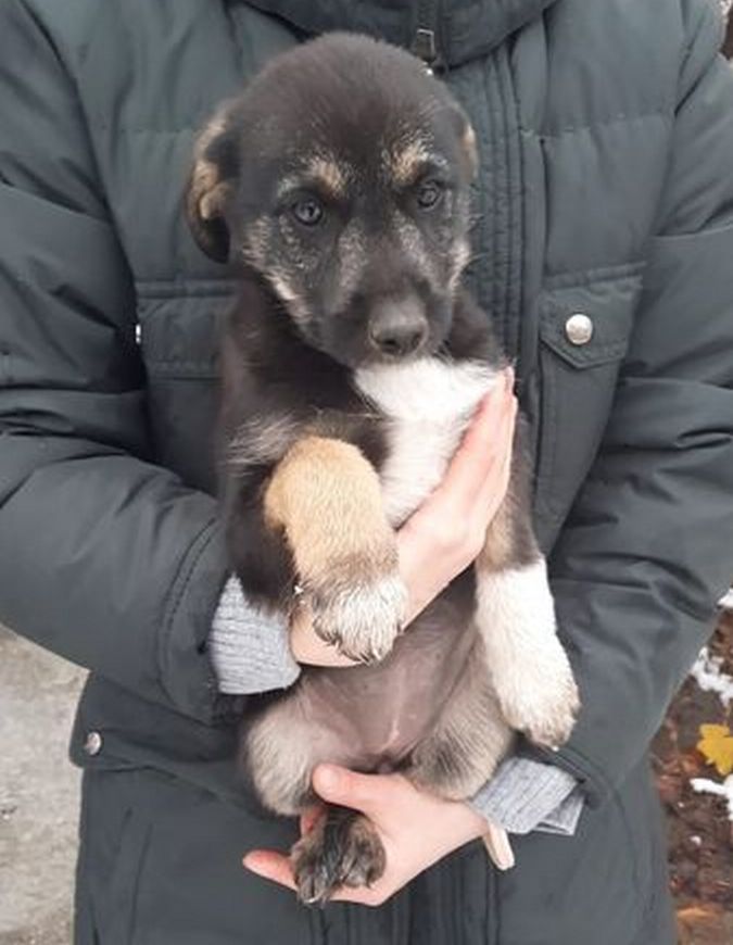 Десяток пухнастиків шукають домівку 8