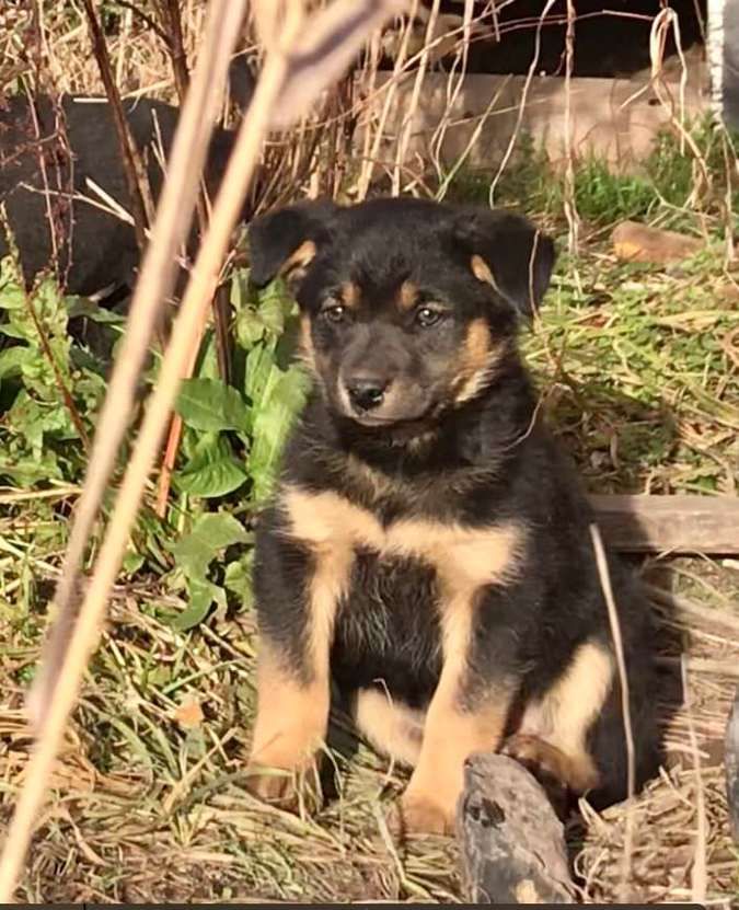 Десяток пухнастиків шукають домівку 4