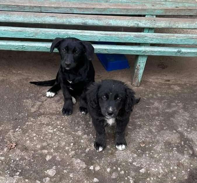 Десяток пухнастиків шукають домівку 2