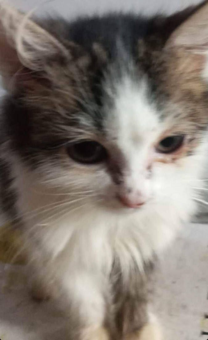 Десяток пухнастиків шукають домівку 14