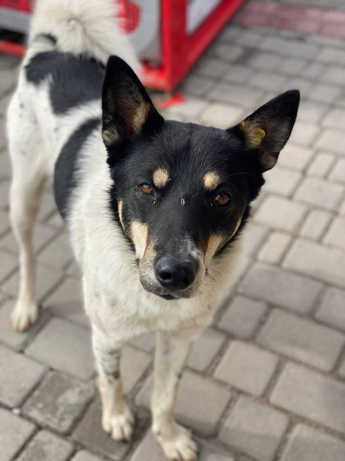 Чотирилапі друзі шукають прихисток та тепло 10