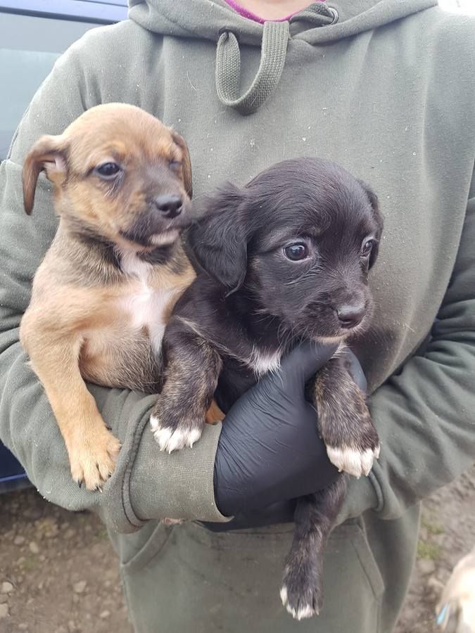 Чотирилапі друзі шукають прихисток та тепло 7