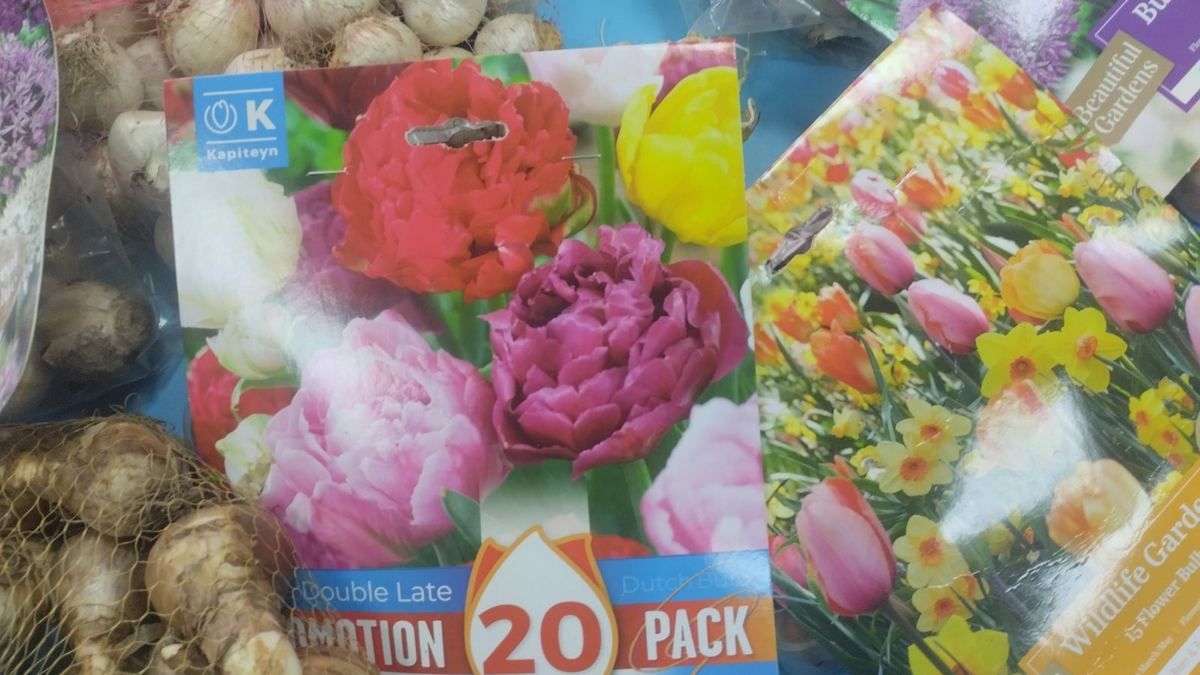 П'ядицький ліцей отримав 500 квіткових цибулин для озеленення території 1