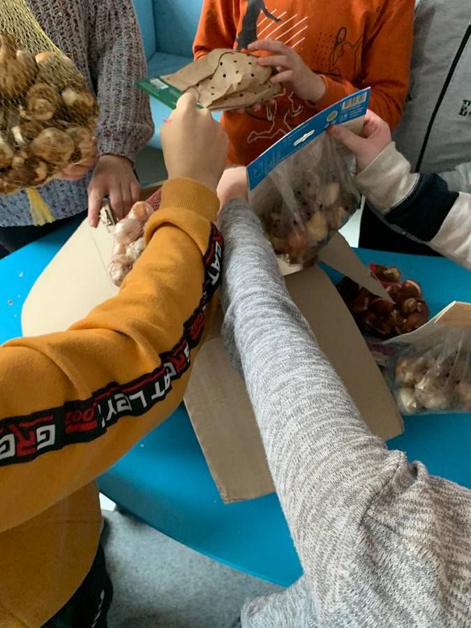 П'ядицький ліцей отримав 500 квіткових цибулин для озеленення території 4