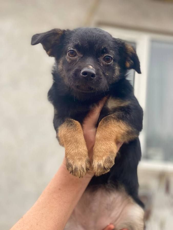 Чотирилапі друзі шукають прихисток та тепло 8