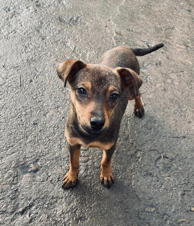 Чотирилапі друзі шукають прихисток та тепло 2