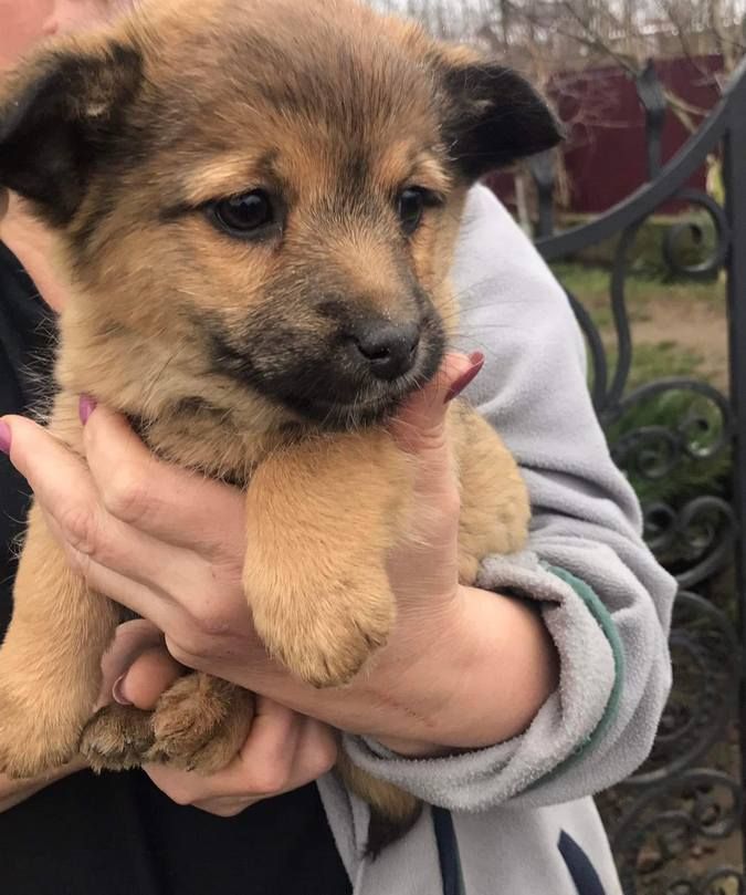 Зробіть добру справу - прихистіть чотирилапого улюбленця 10