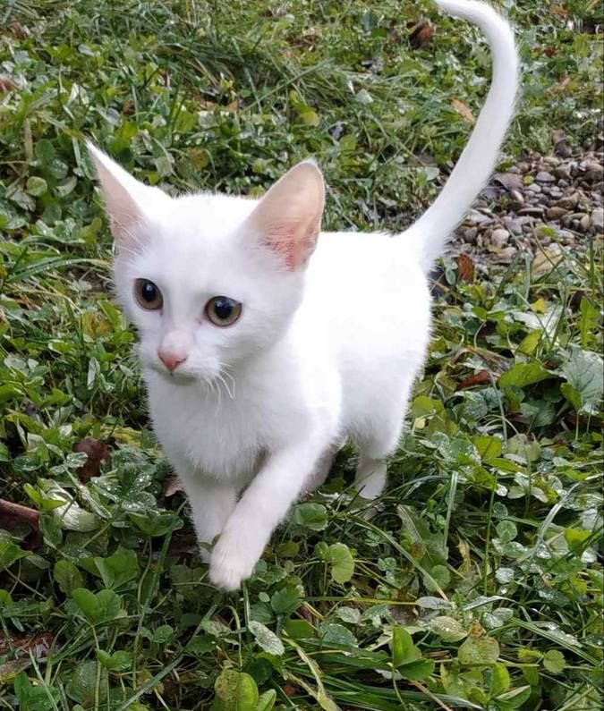 Зробіть добру справу - прихистіть чотирилапого улюбленця 5