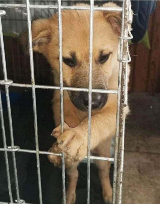 Чотирилапі друзі шукають прихисток та тепло 1