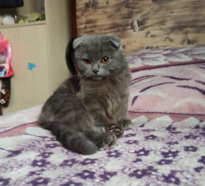 Чотирилапі друзі шукають прихисток та тепло 5