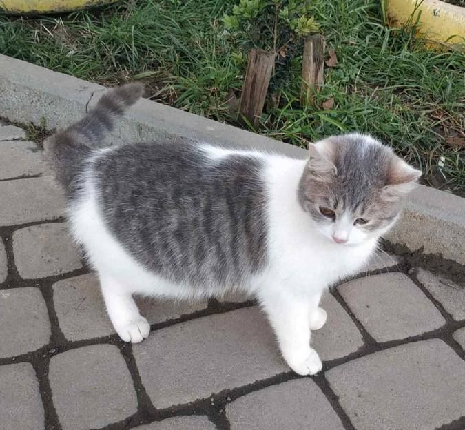 Зробіть добру справу - прихистіть чотирилапого улюбленця 7