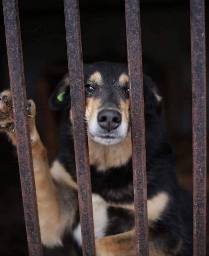 Чотирилапі друзі шукають прихисток та тепло 6